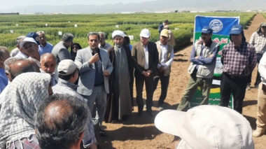 برگزاری روز مزرعه در ایستگاه تحقیقات کشاورزی ماهیدشت