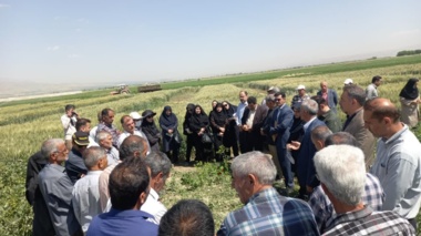 پیوند دانش و مزرعه در روز مزرعه کشت باقلای بروجرد