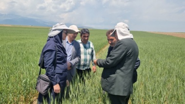 ارزیابی ارقام جدید گندم دیم؛ گامی برای افزایش بهره‌وری دیم‌زارهای استان اردبیل