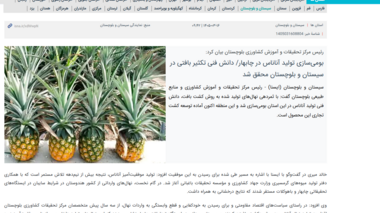 بومی‌سازی تولید آناناس در چابهار/ دانش فنی تکثیر بافتی در سیستان و بلوچستان محقق شد