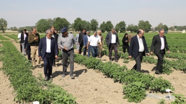 بازدید معاونان وزیر جهاد کشاورزی از مزارع تولید بذر مرکز آموزش عالی امام خمینی(ره)