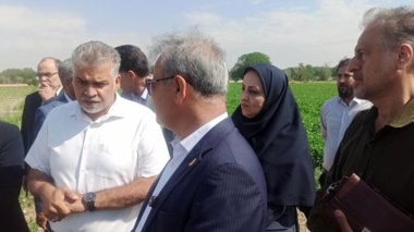 رصد و ارزیابی ۶۰۰ رقم گوجه‌فرنگی در مرکز آموزش عالی امام خمینی(ره)