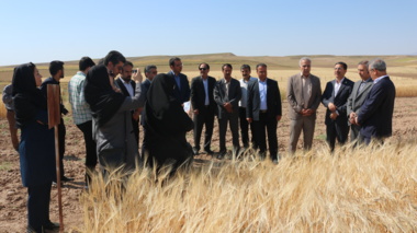 میانگین استفاده از بذرهای رسمی غلات در خراسان شمالی بالاتر از میانگین کشور است