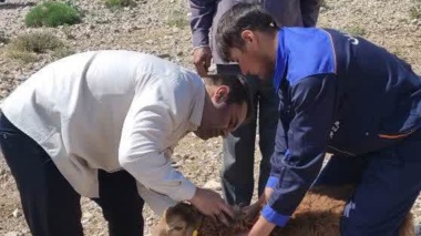 اجرای طرح تحقیقاتی «بررسی شاخص‌های بیومتری و فنوتیپی» با هدف مستندسازی و ارتقای بهره‌وری نژاد بومی