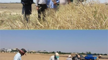 آغاز برداشت کلزا و تداوم کشت گیاهان روغنی بهاره در مزارع تحقیقاتی مؤسسه