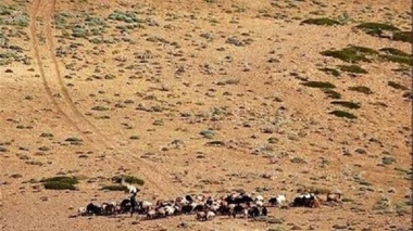 فقط ۸ درصد از مراتع خوب خراسان شمالی باقی مانده است