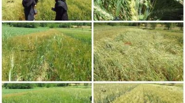 ارزیابی عملکرد ارقام و لاین‌های جدید گندم در مزارع مشارکتی خداآفرین