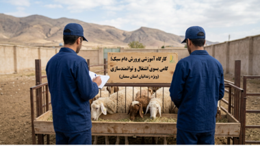برگزاری کارگاه مهارتی پرورش دام سبک ویژه زندانیان استان سمنان