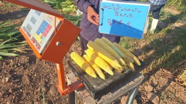 عملیات برداشت علوفه‌ای تیمارهای مختلف کشت نشایی و بذری بهاره ذرت