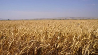 بررسی میدانی طرح‌های پژوهشی و لاین‌های امیدبخش در مرکز تحقیقات کشاورزی آذربایجان غربی
