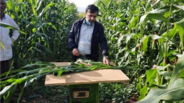 گزارش نهایی طرح پژوهشی کاهش مصرف آب در کشت تأخیری ذرت علوفه‌ای منتشر شد