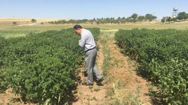 شتاب‌بخشی به تولید بذر و محصولات دانش‌بنیان در آذربایجان شرقی