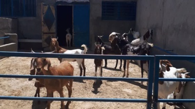 بررسی علمی مدیریت تولید در مزرعه برولا افشار و بز نجدی
