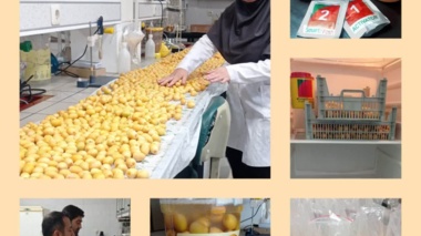 اجرای دو پروژه تحقیقاتی برای افزایش ماندگاری خارک رقم برحی