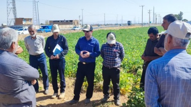 روز مزرعه کشت حفاظتی و کشت لوبیا روی بسترهای بلند در در روستای رشیدآباد خمین
