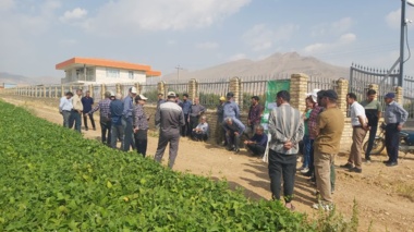 برگزاری کارگاه آموزشی کشت ردیفی لوبیا با آبیاری تیپ در شهرستان شازند