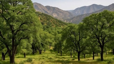 ۱۵ هزار هکتار از جنگل‌های زاگرسی خوزستان برای مقابله با آفات پایش شد