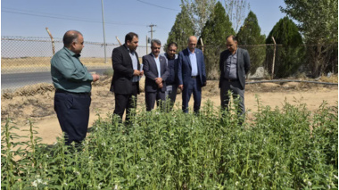 بازدید رئیس سازمان جهاد کشاورزی استان مرکزی از مزرعه کنجد ایستگاه تحقیقات کشاورزی اراک