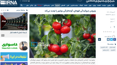 ویروس چروکیدگی قهوه‌ای، گوجه‌فرنگی بوشهر را تهدید می‌کند