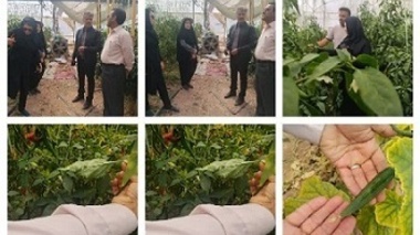 بازدید از گلخانه پایلوت خیار و گلخانه فلفل بخش راین شهرستان کرمان