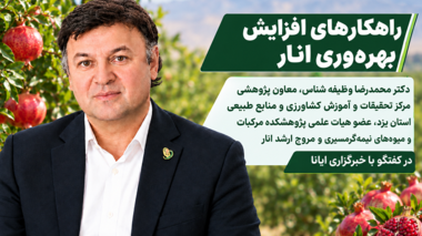 عضو هیات علمی پژوهشکده مرکبات و میوه‌های نیمه‌گرمسیری در گفتگو با خبرگزاری ایانا بمناسبت روز ملی انار