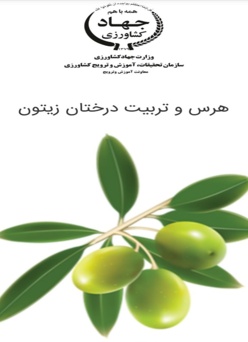 هرس و تربیت زیتون