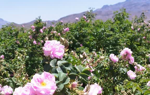 روز مزرعه در گلستان ۴۰۰ هکتاری
