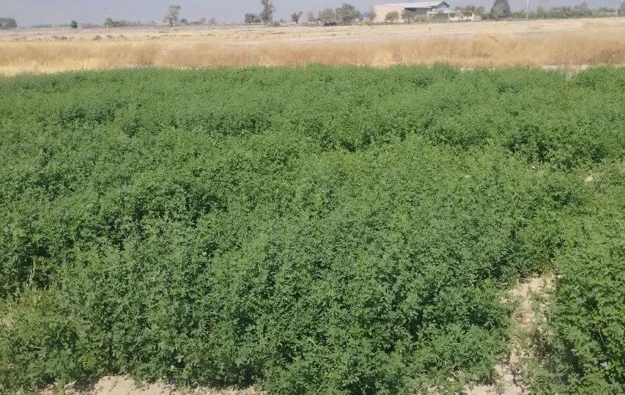 بررسی سازگاری خصوصی اکوتیپ قره گوزلو ارتقاء یافته یونجه