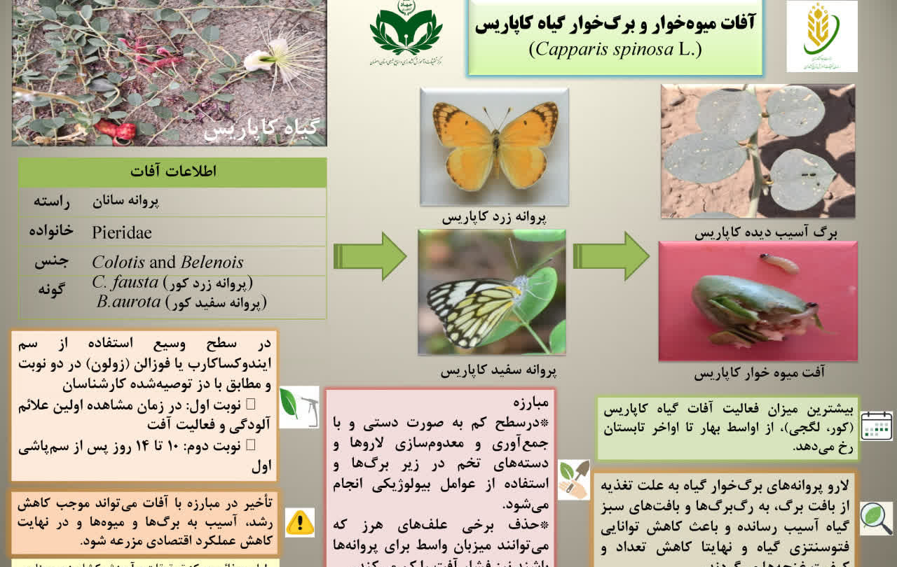 اینفوگرافی گیاهان دارویی