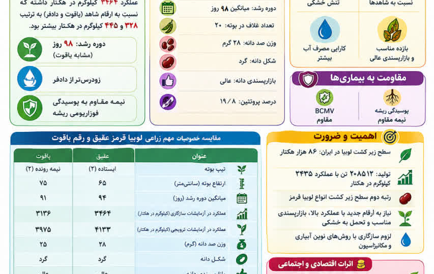اینفوگرافیک _ لوبیا قرمز