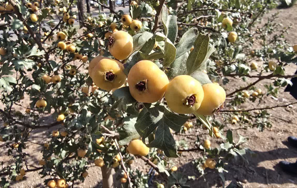 بازدید از کلکسیون ژنوتیپ های زالزالک و معرفی ژنوتیپ های برتر