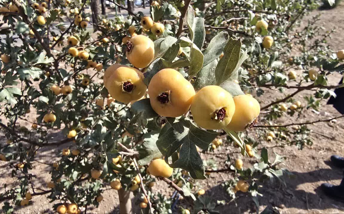 بازدید از کلکسیون ژنوتیپ های زالزالک و معرفی ژنوتیپ های برتر