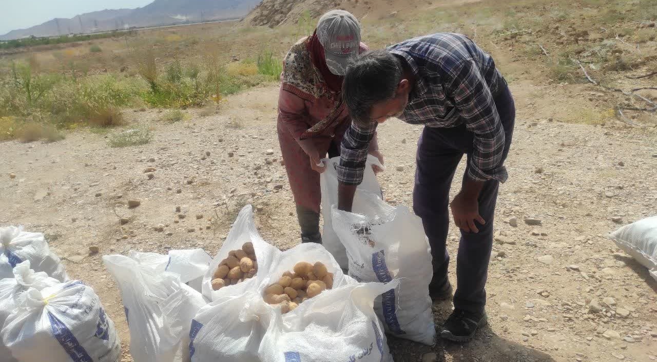 برگزاری دوره آموزشی مدیریت مزرعه سیبزمینی با همکاری جهاد کشاورزی شهرستان شاهرود