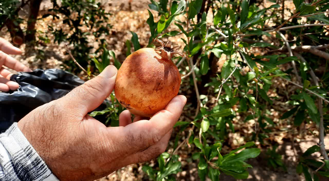 بررسی وضعیت آفات، بیماریها و مدیریت آبیاری در باغات انار بیارجمند در قالب طرح «محققین معین»