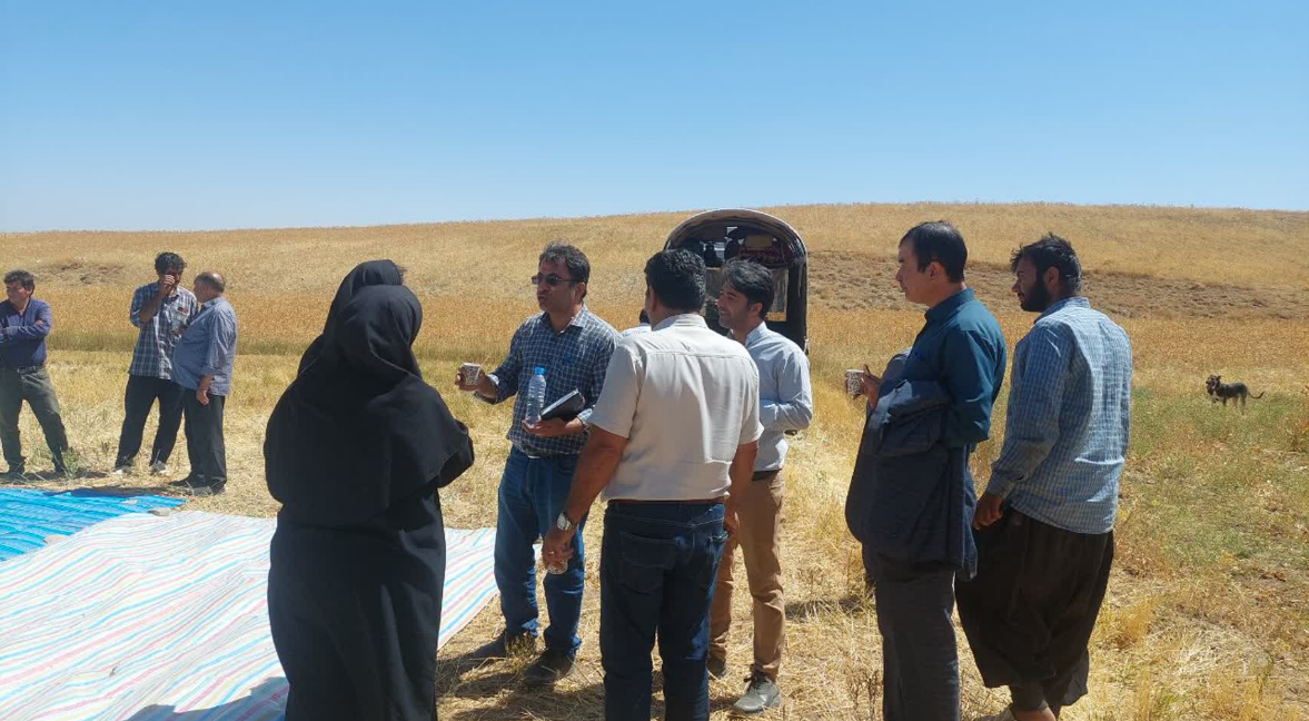 برگزاری برنامه آموزشی مدیریت زراعی و معرفی ارقام گندم دیم در روستای حاجی‌آرش شهرستان زنجان