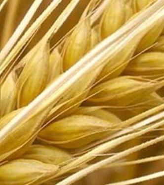 برگزاری مزایده فروش 90 تن جو