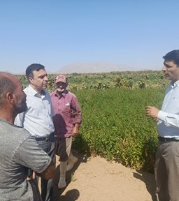 بررسی مزارع کنجد بیارجمند با تأکید بر توسعه سامانههای آبیاری قطرهای در قالب طرح «محققین معین»