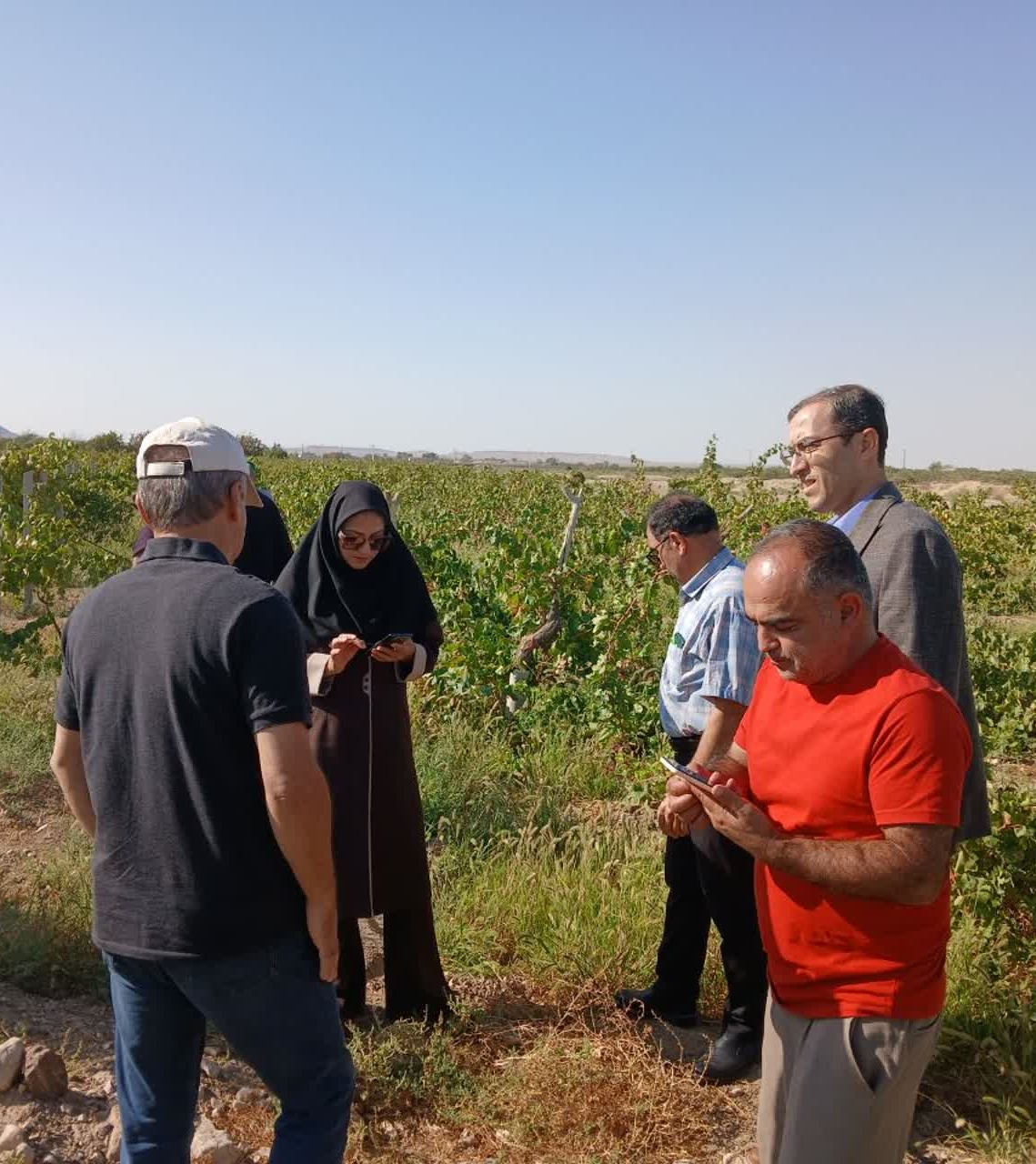 پیگیری عارضه ریزش گل در باغ انگور شاهانی مکی روستای صالحآباد شاهرود با مشارکت استادان و محققان