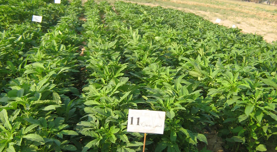 توسعه علمی کشت کنجد در خوزستان؛ گام راهبردی سازمان تات برای کاهش وابستگی به واردات روغن