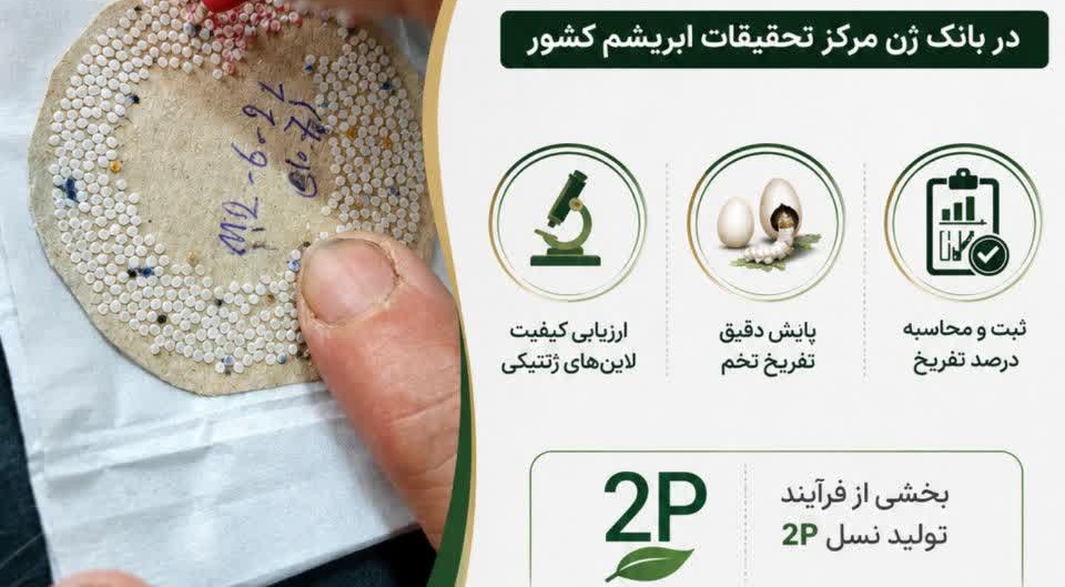آغاز پایش علمی تفریخ تخم نوغان برای ارتقای کیفیت لاین‌های ژنتیکی