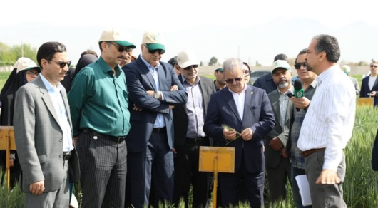 تکیه بر گندم‌های اقلیمی در حضور دو معاون وزیر؛ از الماس سردسیر تا ذوالقدر گرم‌دوست