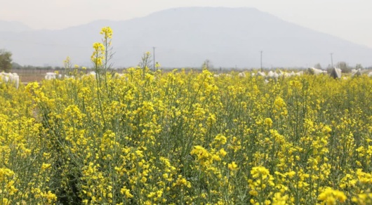 از گندم‌های اقلیمی تا کلزا و گلرنگ