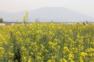 از گندم‌های اقلیمی تا کلزا و گلرنگ