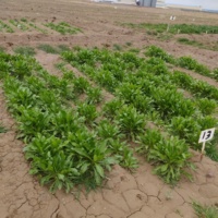 شناسایی ژنوتیپ‌های سازگار با سرمای کشور در طرح‌های به‌نژادی کلزا و گلرنگ