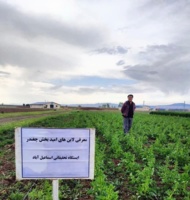 تداوم جهاد علمی پژوهشگران تات؛ عملیات داشت لاین‌های امیدبخش چغندر علوفه‌ای در قزوین در حال اجرا