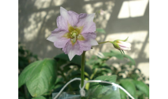 بذر حقیقی سیب‌زمینی، نقطه آغاز اصلاح ارقام جدید