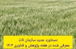 جهش ۱۰۰ درصدی عملکرد گندم دیم با مصرف بهینه کود اوره