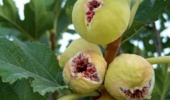 انجیر دیم قهرمان مقابله با بحران آب/ از هر هکتار یک تا 8 تن طلای شیرین برداشت میشود