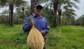 از پشت میز تا اوج نخل؛ جهاد برای امنیت غذایی در روزهای سخت!
