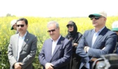 نگاه دو معاون وزیر به مزارع کلیدی غلات و دانه‌های روغنی